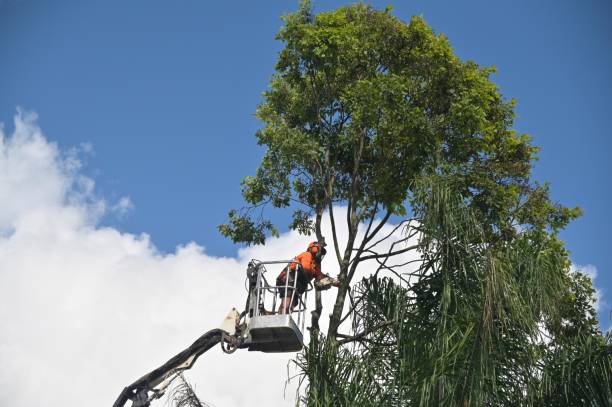 Best Commercial Tree Services  in Mcdonald, OH